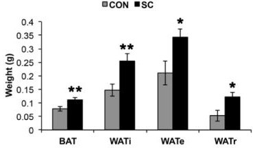 A graph showing weights of each group of mice